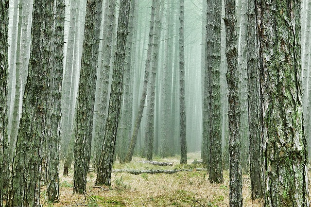 Borovicové lesy v mlze